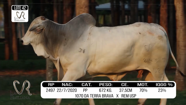 Lote LOTE 42