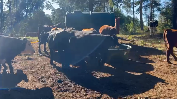 Lote 55 Novillo Engorda en Los Muermos, X Región Los Lagos