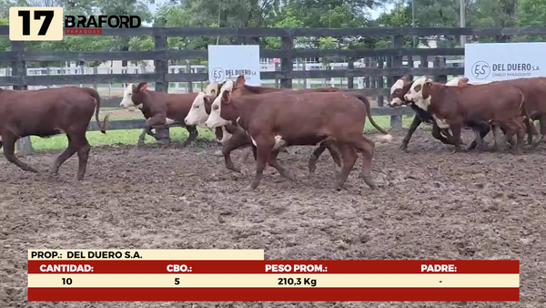 Lote LOTE 17