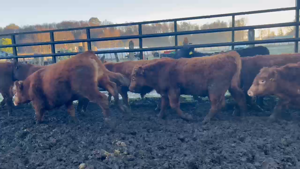 Lote 50 Ternero en Curacautín, IX Región Araucanía