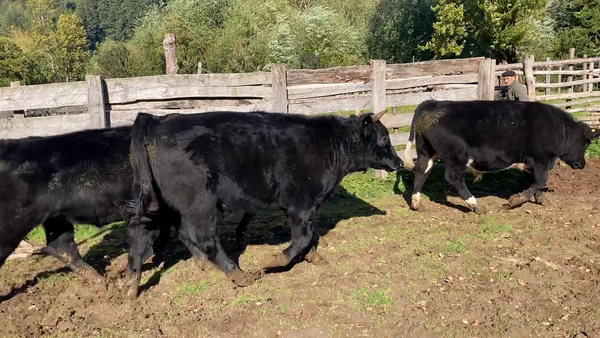 Lote 57 Novillo Engorda en Aysén, XI Región Aysén