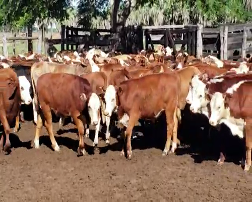 Lote 125 Terneros en San Roque, Corrientes