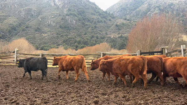 Lote 20 Vaquilla Engorda en Coyhaique, XI Región Aysén