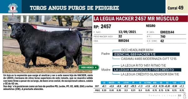 Lote TOROS ANGUS PP