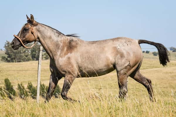 Lote MANGRULLO GUERRERA
