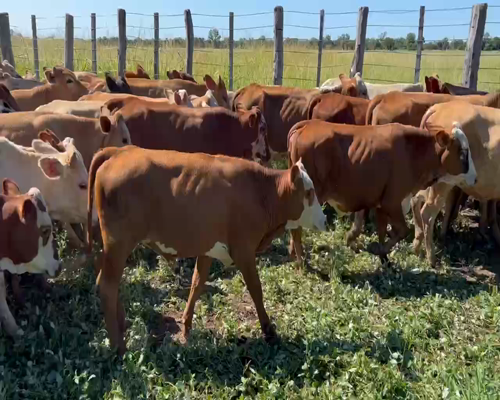 Lote 85 Vaquillonas en Juan José Castelli, Chaco