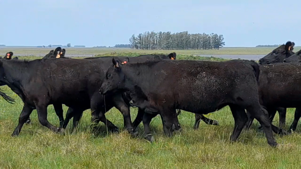 Lote 52 Vientres preñados en Laureles, Salto