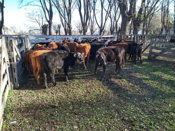 Lote 41 Terneras de 140Kg en Gral. Lamadrid, Buenos Aires
