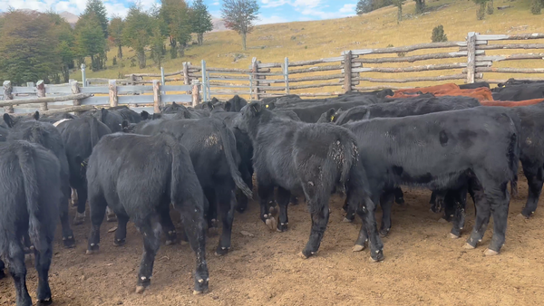 Lote 65 Ternero en Coyhaique, XI Región Aysén