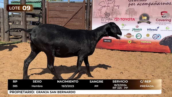 Lote LOTE 13 DE CATALOGO