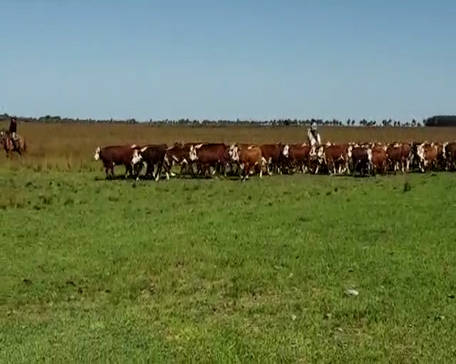 Lote 115 Vaquillonas P/ entorar en San Roque, Corrientes