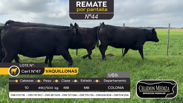 Lote 10 Vaquillonas  en Riachuelo, Colonia