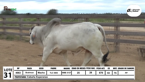 Lote Lote 31