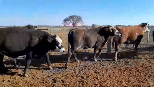 Lote 12 Novillos Razas varias en Gdor. Crespo, Santa Fe