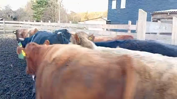 Lote 50 Novillo Engorda en Osorno, X Región Los Lagos