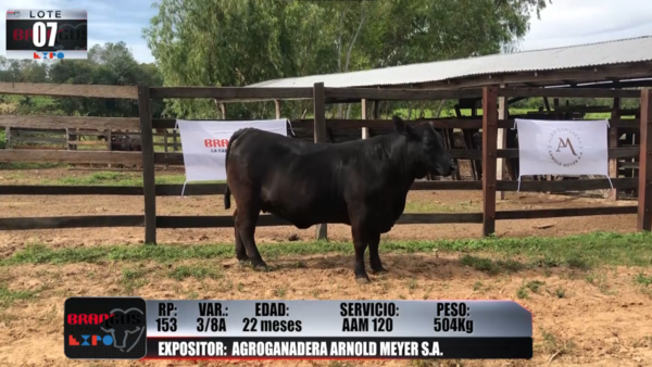 Lote Brangus a Campo Expo 2022 - Lote 7