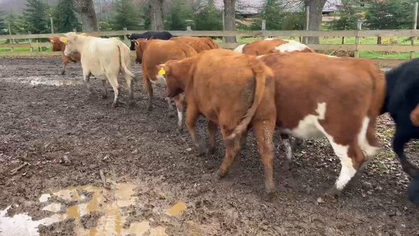 Lote 45 Vaquilla Engorda en Lanco, XIV Región Los Ríos