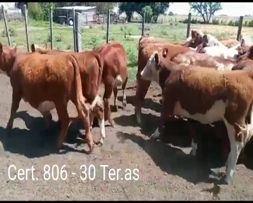 Lote TERNERAS