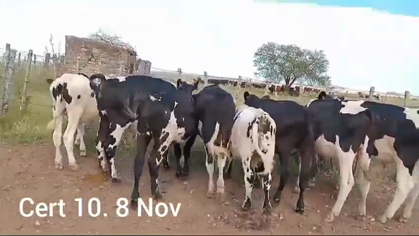 Lote TERNEROS