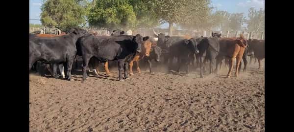 Lote 34 Novillos en Villaguay, Entre Ríos