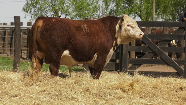 Lote TOROS P. HEREFORD PURO REGISTRADO