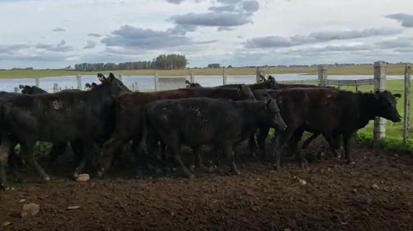 Lote 60 vaquillonas Angus prontas para entorar