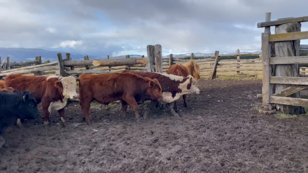 Lote 50 Ternero en XI Región Aysén, Coyhaique