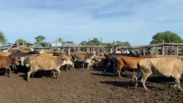 Lote 120 Vacas medio uso C/ cria en Pto. Eva Perón, Chaco
