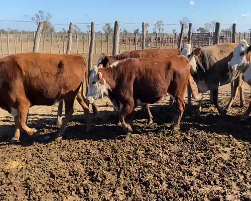 Lote 155 Vacas nuevas C/ gtia de preñez en Santiago del Estero, Bandera