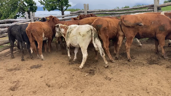 Lote 16 Vaquilla Engorda en Coyhaique, XI Región Aysén