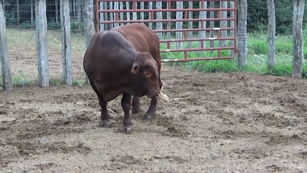 Lote TORO - BRANGUS ROJO