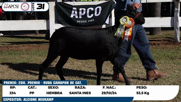 Lote LOTE 31