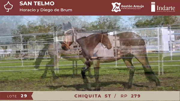 Lote CHIQUITA ST