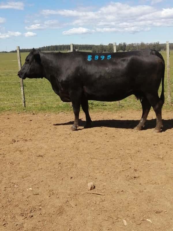 Lote 6 VACAS SA VACIAS