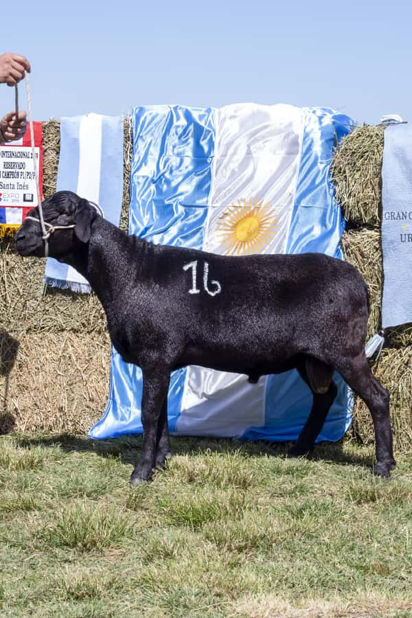 Lote SANTA INES P.P.C.