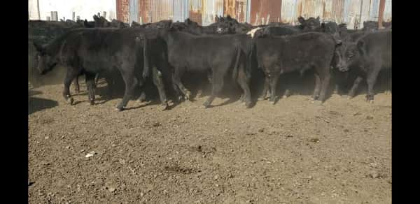 Lote 75 Terneros en Villaguay, Entre Ríos