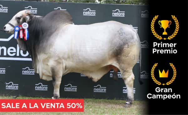 Lote Nelore a Bozal Expo Internacional 2022 RP 4841  - Lote 21 Precio de Cuota por el 50% del animal
