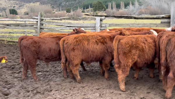 Lote 19 Ternero en Coyhaique, XI Región Aysén