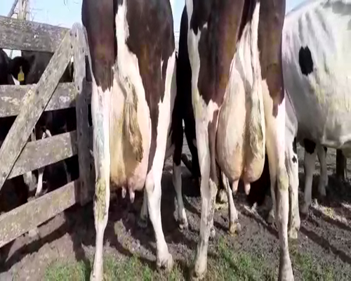 Lote Vacas en produccion Hornero Chico 2