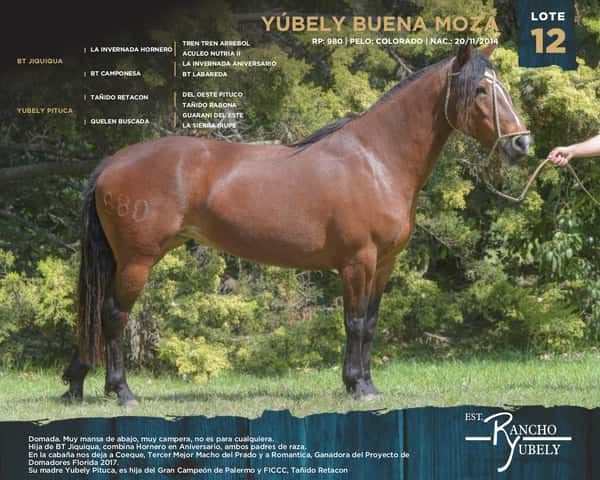 Lote Yubely Buena Moza