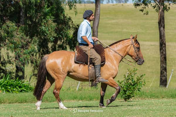 Lote MATE DULCE DE LA COLINA