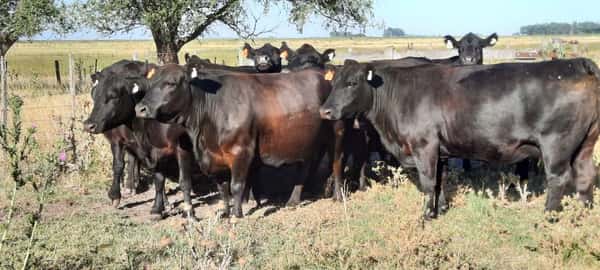 Lote 10 Vacas nuevas C/ gtia de preñez en Gral. Lamadrid, Buenos Aires