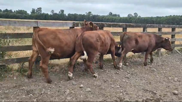 Lote 25 Novillo Gordo en Futrono, XIV Región Los Ríos