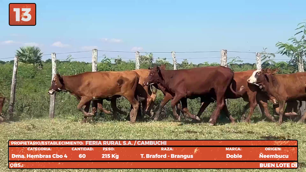 Lote LOTE 13