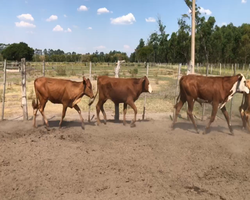 Lote 70 Terneros/as en Bella Vista, Corrientes