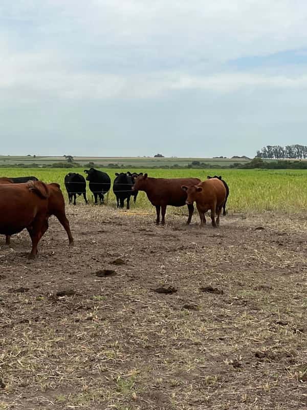 Lote 94 Vacas nuevas C/ gtia de preñez en Betbeder, Entre Ríos