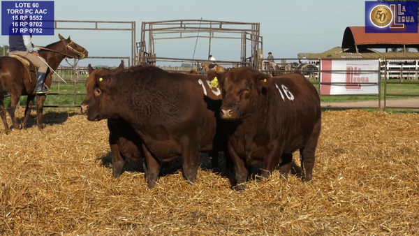 Imagen 5 del Lote Lote TOROS ANGUS COLORADOS PC