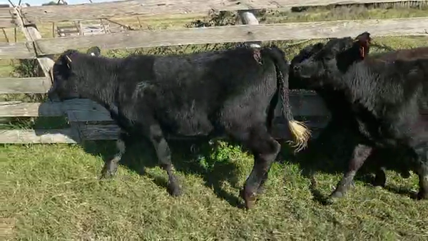 Lote 4 Terneros ANGUS a remate en Pantalla Camy Mayo - Desde La Cuenca 220kg - , San José