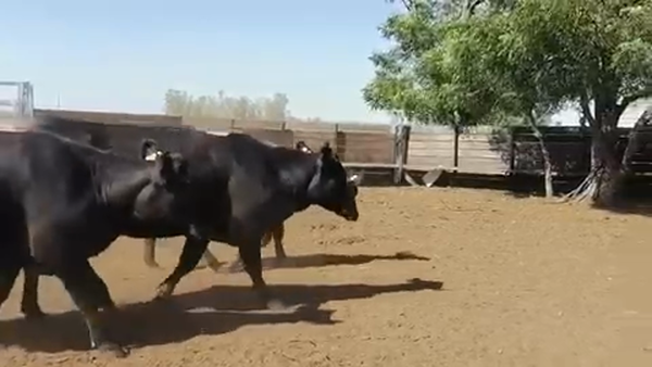Lote 28 Vaquillonas Vacas Preñadas en San Antonio, Salto
