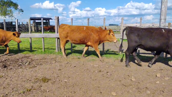 Lote 13 Vientres Preñados - Tatuadas LA